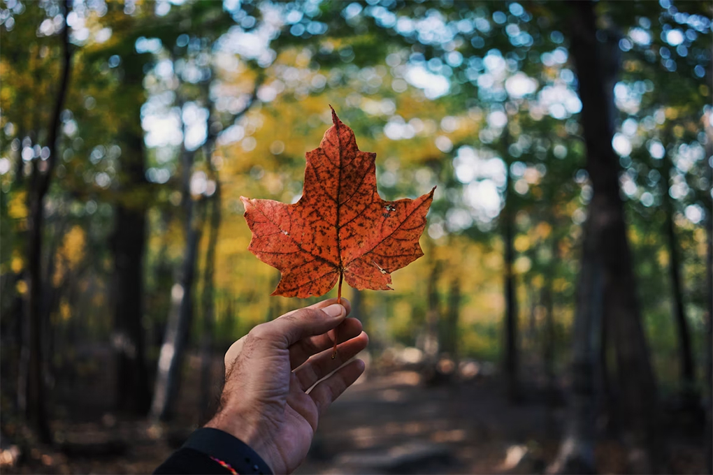 Image of a maple leaf