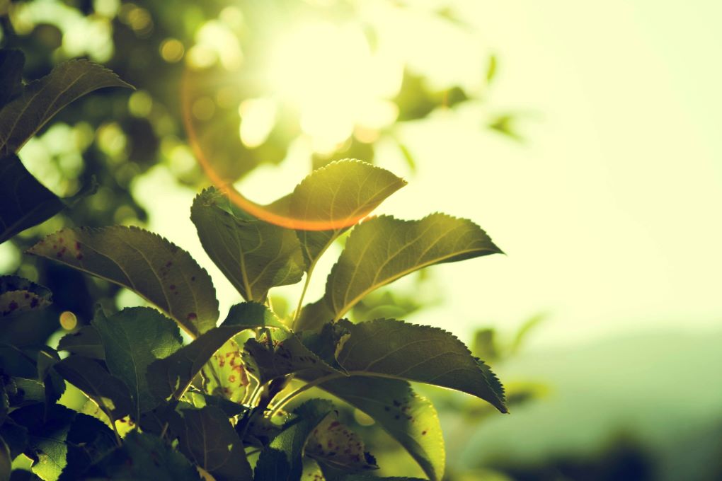 Ray of sunlight passing through a leafy tree branch