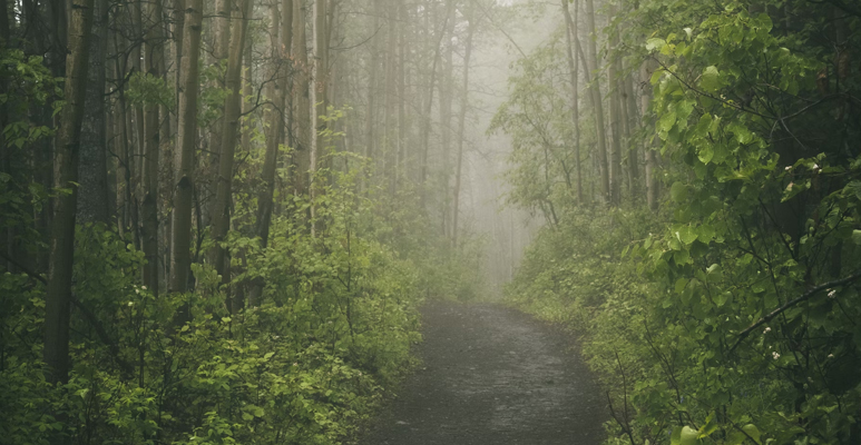 Image of a foggy forest