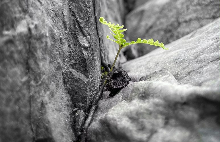 A small plant growing in the crack of a rock